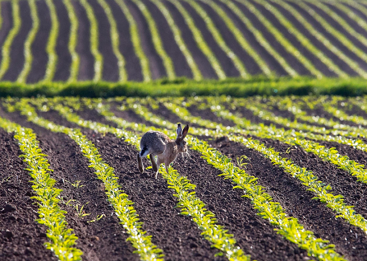 علم محبت آزادی