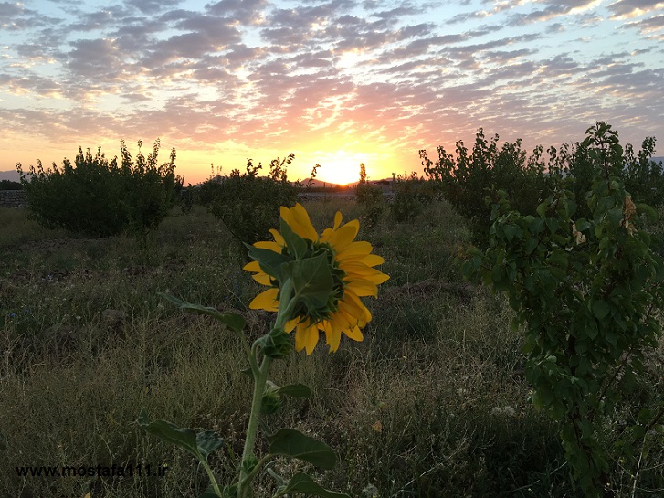 طلوع خورشید و آفتابگردان ها