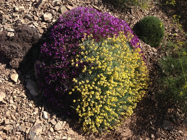 زرد و بنفش در این بوته زیبا در بالای چشمه نرگس