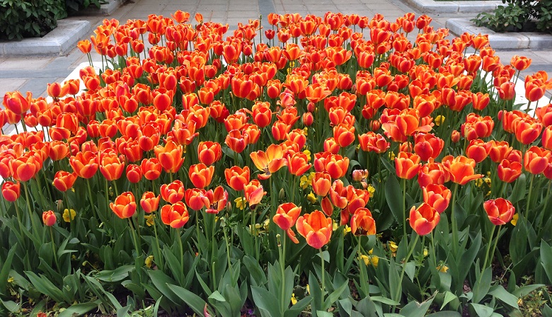 بهار لاله ها تهران 