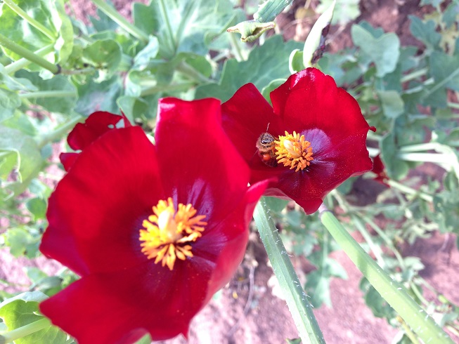 شقایق های بهار امسال