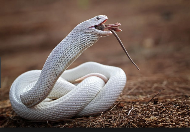 مارها و مورها - داستان کوتاه