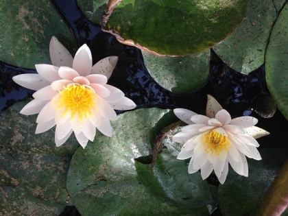 ساحل دلبرگشای دوست