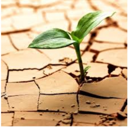 مبتلای دوست