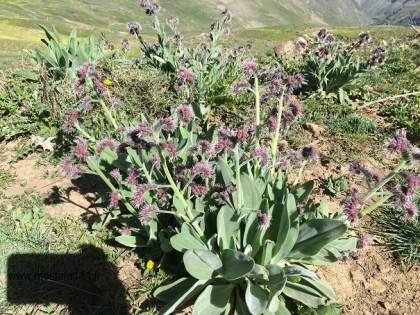 3th) در 1400، بر بلندای چکاد 3719 متری سیچال