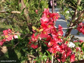 ‎ برون بیا تو ز پرده، خودی نشانم ده