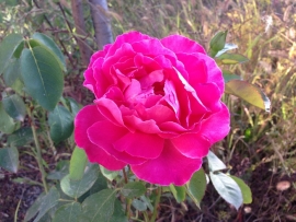 سبو سبو ز لبت من چشیده ام می سرخ