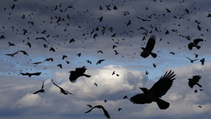 تناور شاخه‌هایم، با تنی خونین، در خاک آسوده