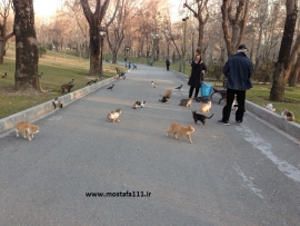منویات دل ما، و تسخیر پارک توسط گربه های ملوس اشرافی