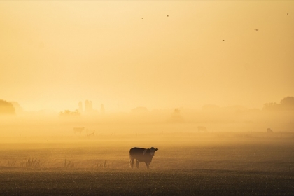 در دامگه حادثه، فریاد رسی نیست