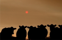 مژده! مژده! سال 1399 سال موش است!