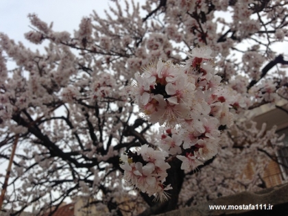 شکوفه های زردآلو، حکایت بهارهای مکرر به خزان نشسته