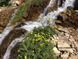 تو را سردی بر آتش دل خود می دیدیم